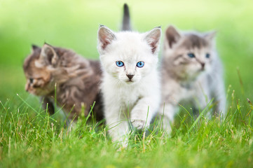 Fototapeta na wymiar Group of three little kittens