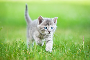 Little grey kitten walking in the yard - obrazy, fototapety, plakaty