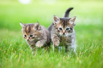 Naklejka na ściany i meble Two little tabby kittens walking outdoors