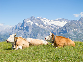 Swiss cow