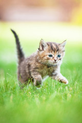 Naklejka na ściany i meble Little tabby kitten running in the grass