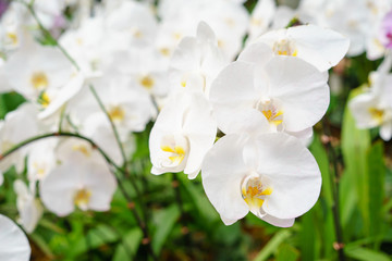Fototapeta na wymiar White Phalaenopsis orchid from Thailand