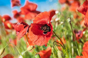 Flowers of red poppy growing in the meadow