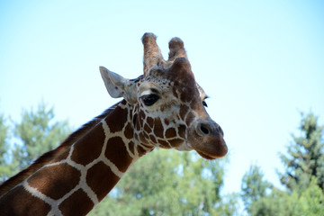 Giraffe