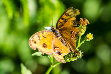 Butterfly on flowers