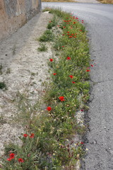 Coquelicots au bord de la route