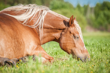 Portrait of a horse sleeping on the field