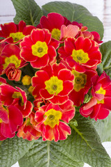 primula flower
