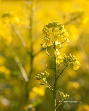 Senfbl&uuml;te