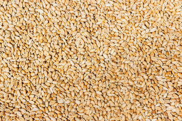 Grain of wheat