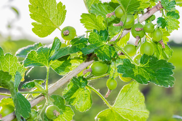 Fototapeta premium Sprig of gooseberry