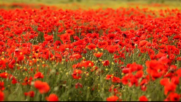 red poppy field in morning mist
