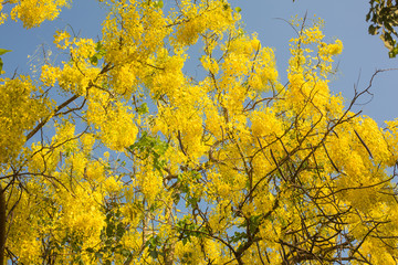 Tree with yellow flowers