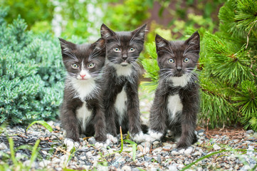 Three little black kittens sitting in the garden
