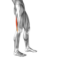 Conceptual 3D human back upper leg muscle anatomy