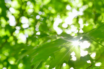 Beautiful Fresh Maple Leaves against the Sun 