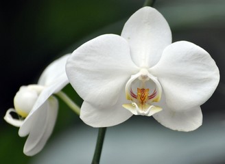 Fototapeta na wymiar Orchidee im Egapark Erfurt