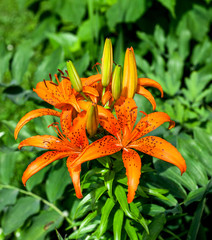 Orange lilies