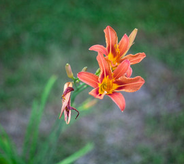Orange lilies