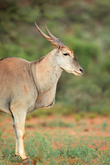 Eland antelope