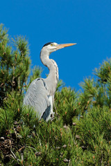 Grey heron in a tree