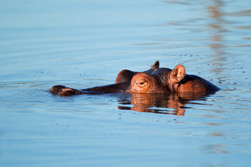 Fototapeta premium Hippopotamus in water