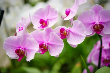 Foto op Plexiglas cymbidium orchidee bloem © WS Films