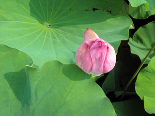 lotus bud