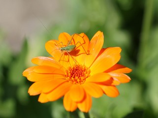 Маленький кузнечик на цветке