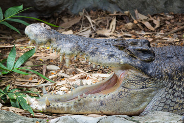 Salt-Water Crocodile dwell in the zoo