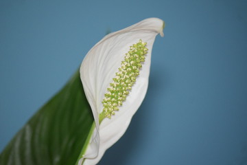 Einblatt © daniel180672