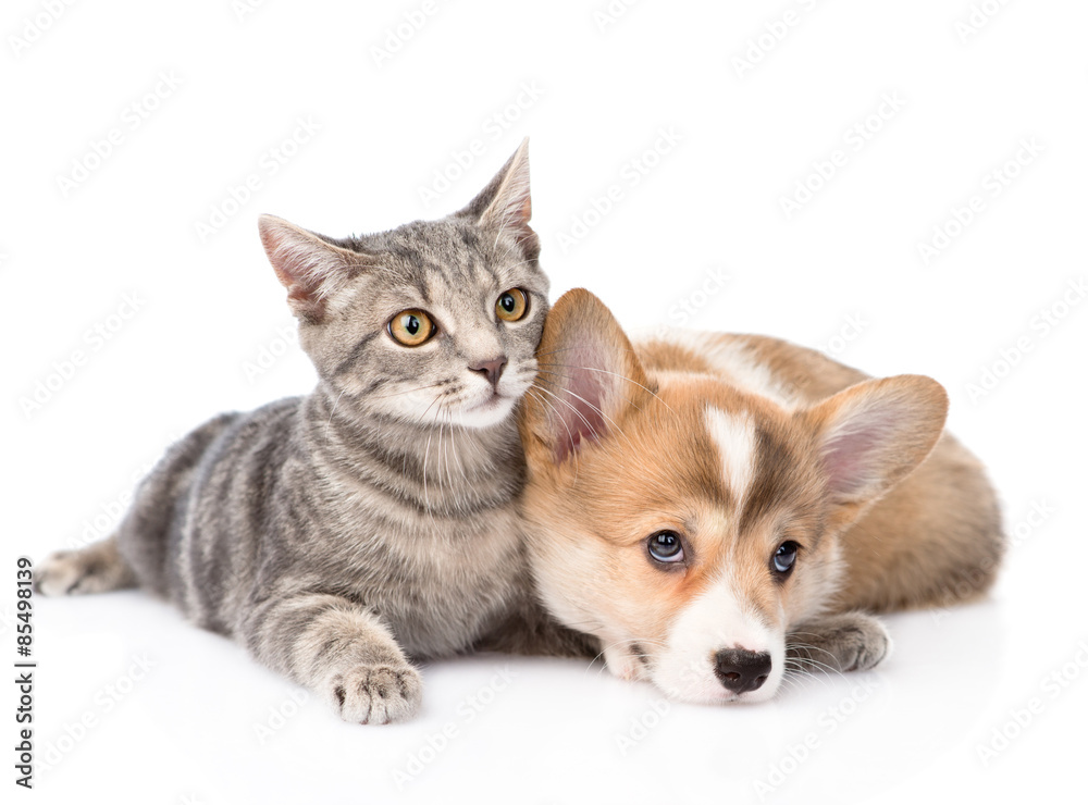 Poster pembroke welsh corgi puppy lying with cat together. isolated on