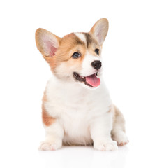 Pembroke Welsh Corgi puppy sitting in front. isolated on white b