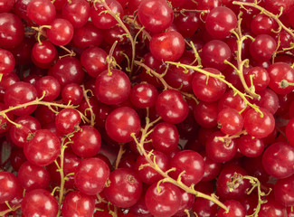 Red currant background
