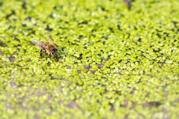 Trinkende Honigbiene auf Kleinen Wasserlinsen / Drinking honey bee on small duckweed