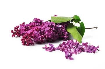 Printed kitchen splashbacks Lilac Purple lilac flower