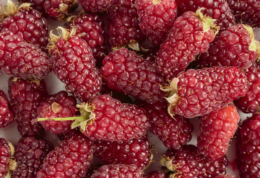 Tayberry a hybrid of raspberries and blackberries