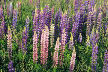 Group lupine wildflowers