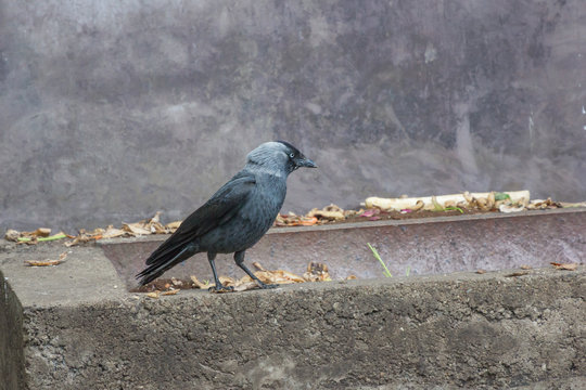 Dohle stiehlt Nahrung aus dem Schweinetrog