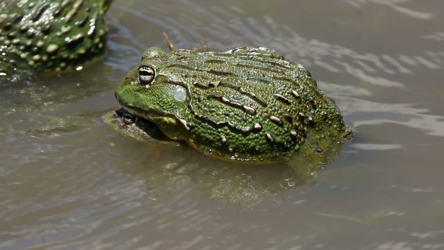 A pair of African giant bullfrogs (Pyxicephalus adspersus) mating in shallow water, South Africa