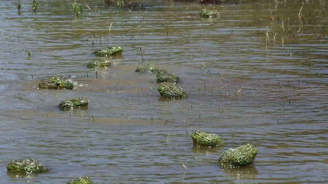 African giant bullfrogs (Pyxicephalus adspersus) mating and fighting in shallow water