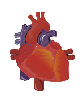 Vector Human Heart Anatomy