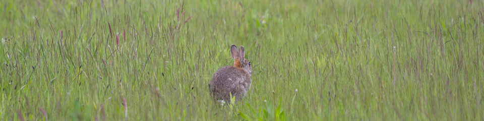 Hase von hinten, Längsformat