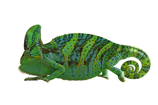 chameleon or calyptratus on white background