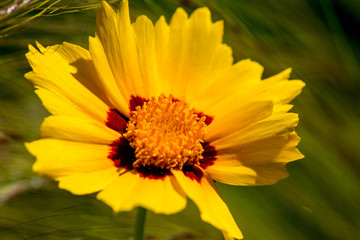 Wilde Sommer Blume