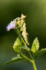 green adult female of praying mantis