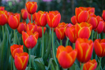 Obraz premium colorful field of tulips in the morning light. very beautiful tulips in bloom and smell spring. Colorful tulip garden