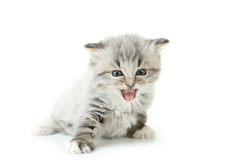 Fototapeta na wymiar Small kitten isolated on white