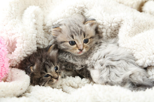 Small kittens on the plaid