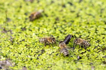 Trinkende Honigbienen auf Kleinen Wasserlinsen / Drinking honey bees on small duckweed